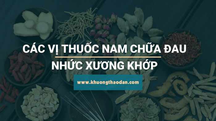 Có những loại cây chữa đau xương khớp khác nữa không?
