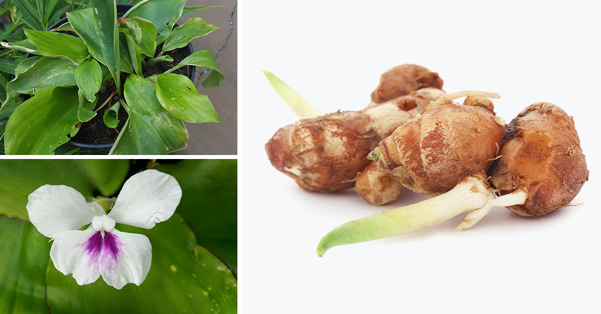 Việt Nam chiết xuất thành công hoạt chất mới đẩy lùi bệnh Xương Khớp