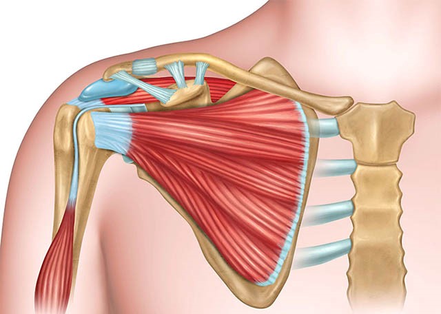 Đau cơ vai trái có liên quan đến quá trình lão hóa của hệ cơ, xương, khớp hay không?
