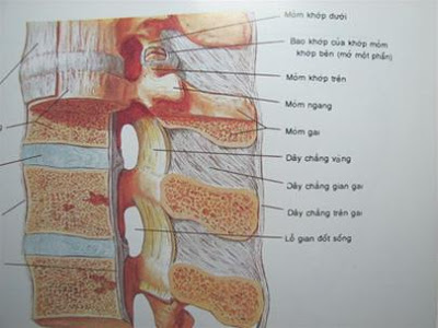 Phi đại tuyến chằng vàng