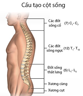 Hình ảnh mô tả cấu tạo cột sống
