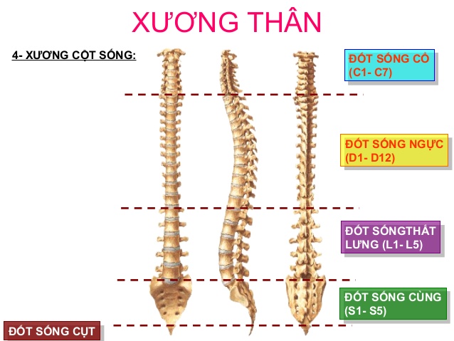 (Vị trí đốt sống D7 trên cơ thể)