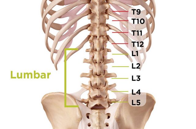 Vị trí cột sống lưng được xác định từ L1-L5 (Ảnh minh họa)