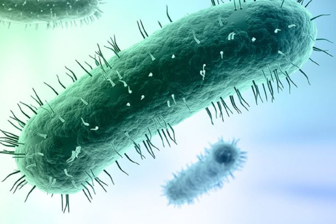 Vi khuẩn Mycoplasma tấn công màng hoạt dịch gây tràn dịch khớp gối